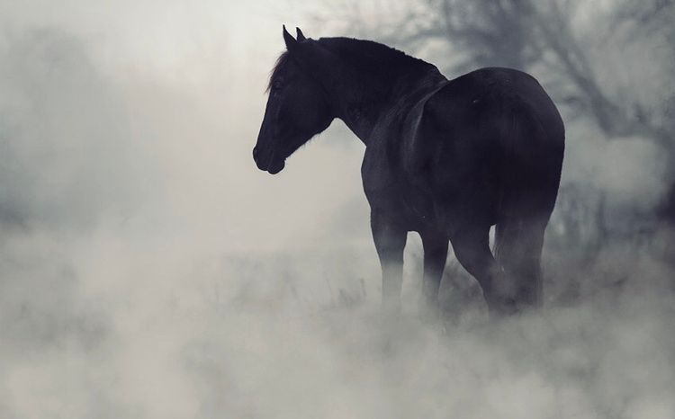The Dark Horse Of Affliction