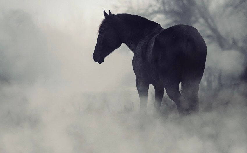 The Dark Horse Of Affliction